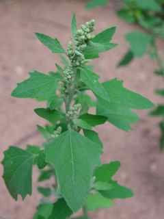 Plant image