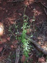 Plant image