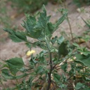 Plant image