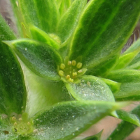 Plant image