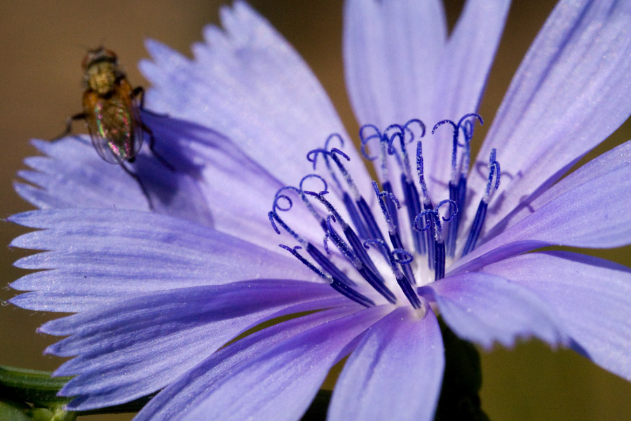 Plant image