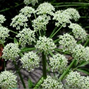 Plant image