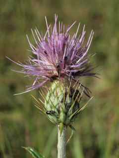 Plant image