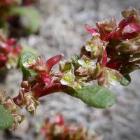 Plant image