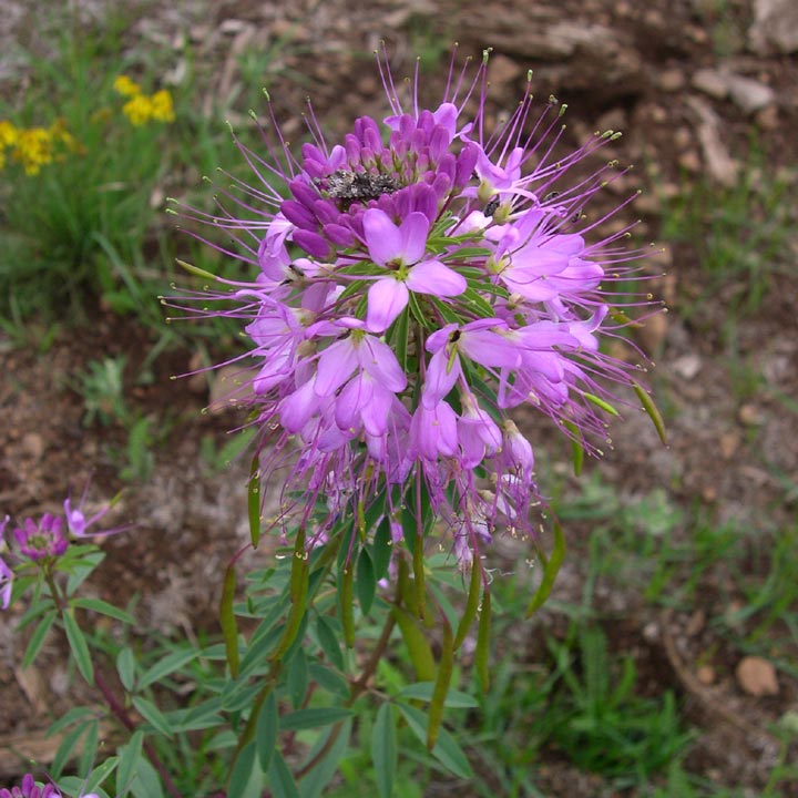 Plant image