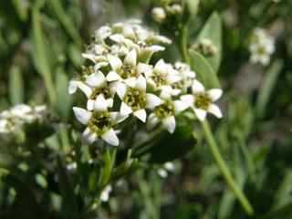Plant image