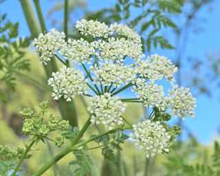 Plant image