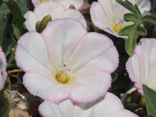 Plant image