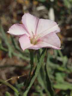 Plant image