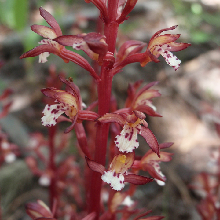 Plant image