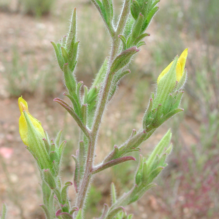 Plant image