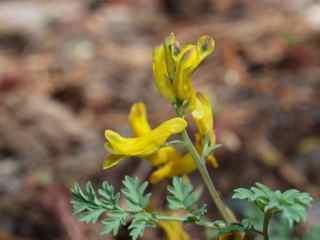 Plant image