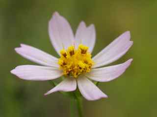 Plant image