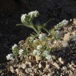 Plant image