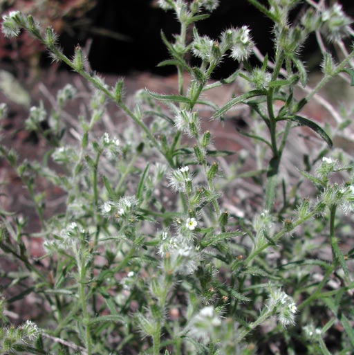 Plant image