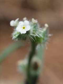 Plant image