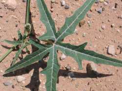 Plant Image