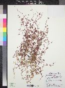 Plant image