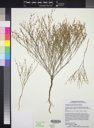 Plant image