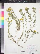 Plant Image
