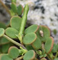 Plant Image