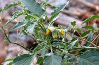 Plant image