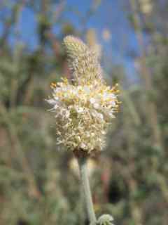 Plant image