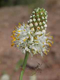 Plant image