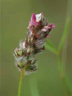 Plant image