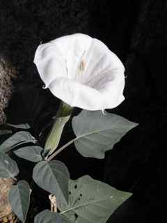 Plant image