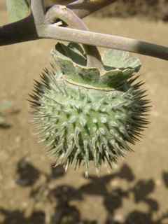 Plant image