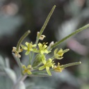 Plant image