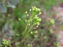 Plant image