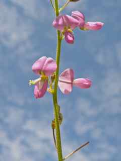 Plant image