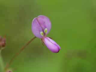 Plant image