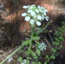 Plant image