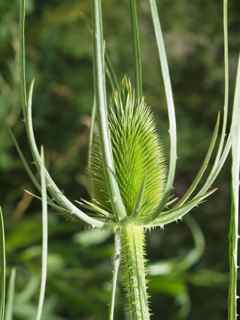 Plant image