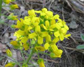 Plant image