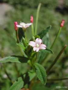 Plant image