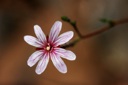 Plant image
