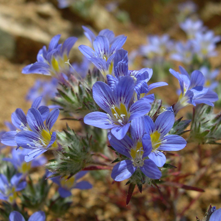 Plant image