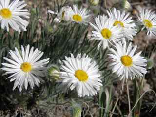 Plant image
