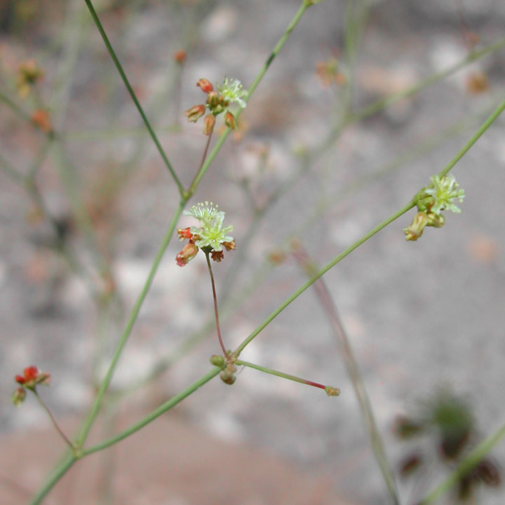 Plant image