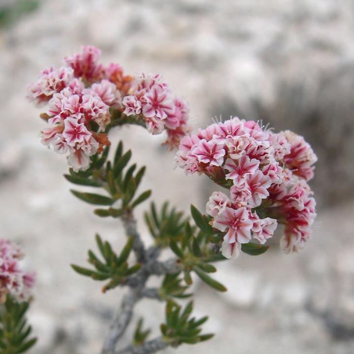 Plant image
