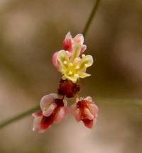 Plant image