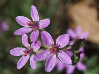Plant image