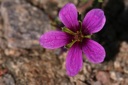 Plant image