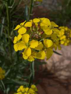 Plant image
