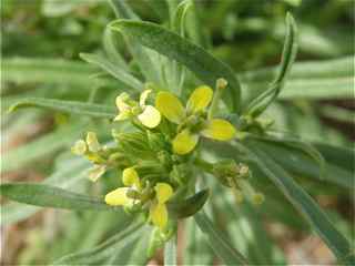 Plant image