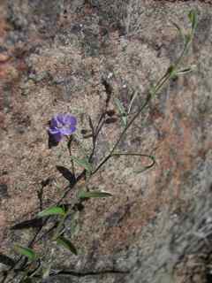 Plant image